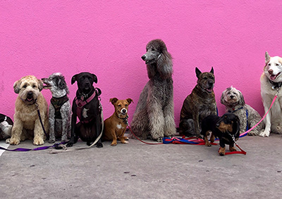 group of dogs